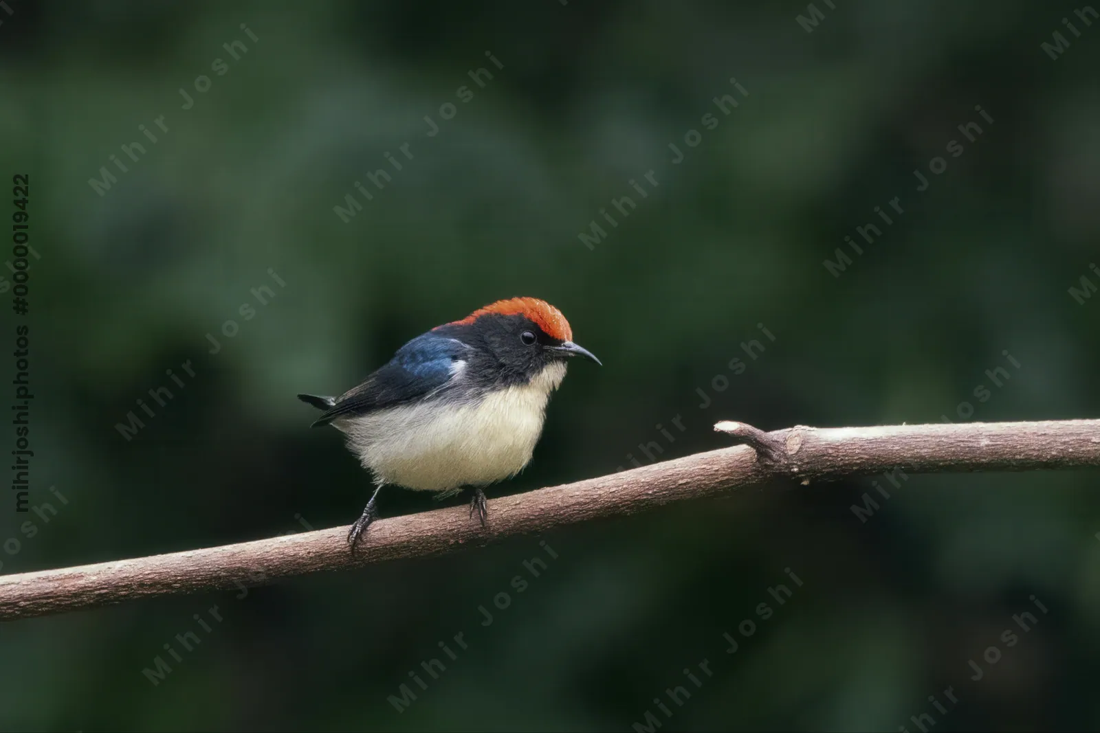 scarlet-backed flowerpecker (Dicaeum cruentatum) seen at Dosdewa in Karimganj, Assam, India