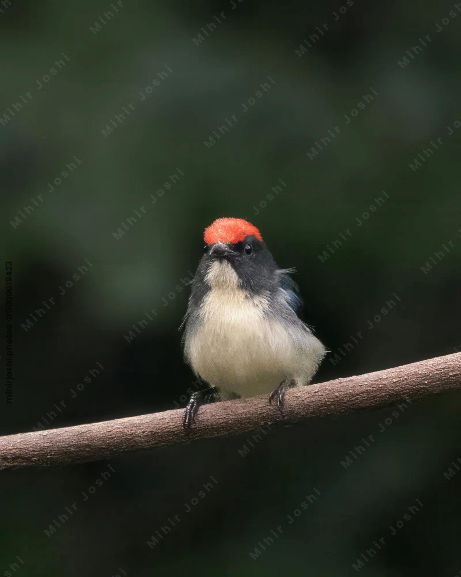 scarlet-backed flowerpecker (Dicaeum cruentatum) seen at Dosdewa in Karimganj, Assam, India