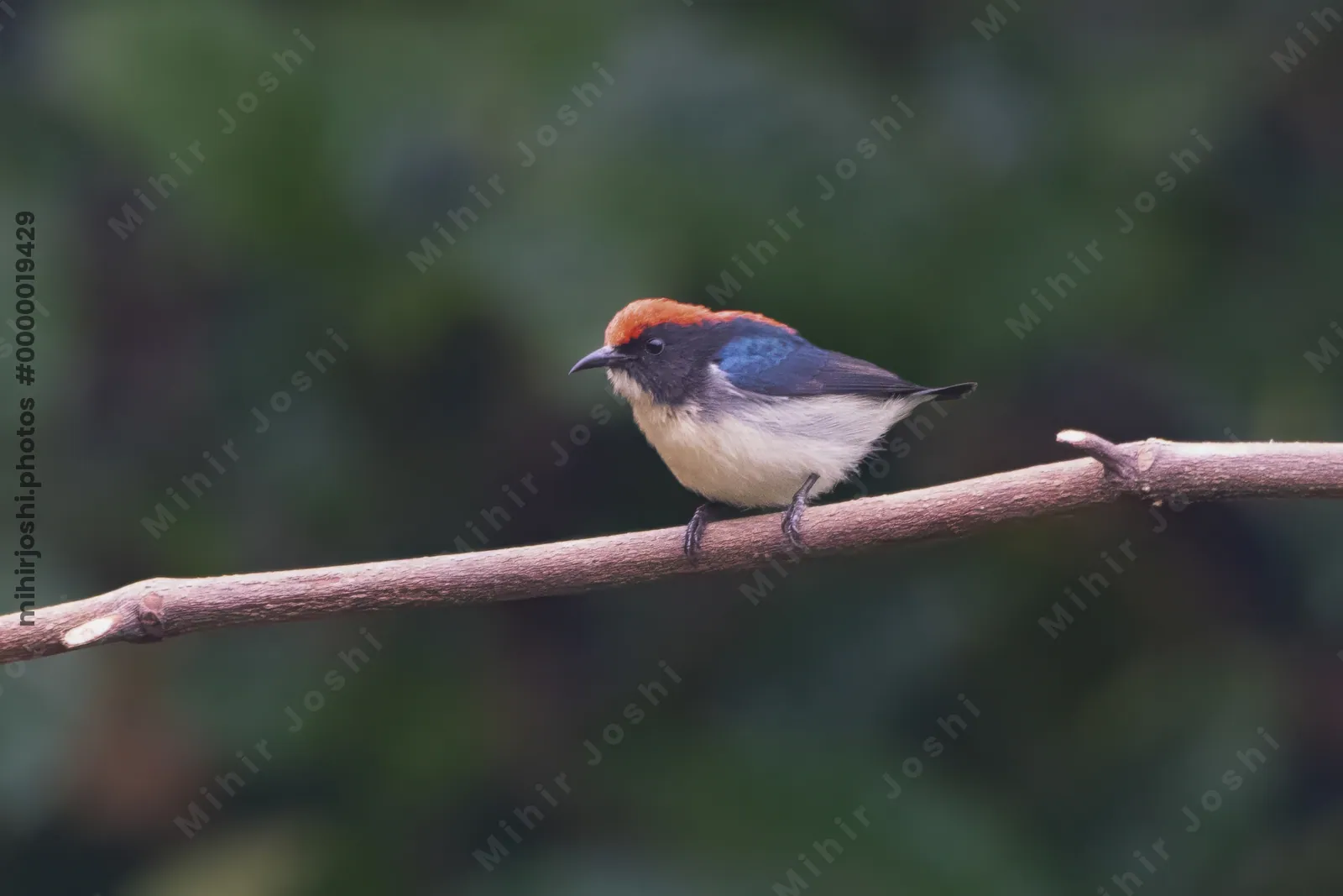 scarlet-backed flowerpecker (Dicaeum cruentatum) seen at Dosdewa in Karimganj, Assam, India