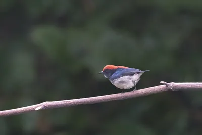 scarlet-backed flowerpecker (Dicaeum cruentatum) seen at Dosdewa in Karimganj, Assam, India
