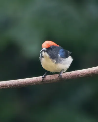 scarlet-backed flowerpecker (Dicaeum cruentatum) seen at Dosdewa in Karimganj, Assam, India