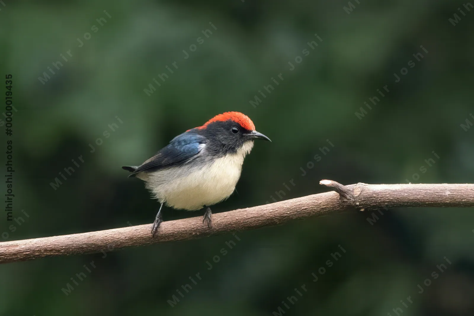scarlet-backed flowerpecker (Dicaeum cruentatum) seen at Dosdewa in Karimganj, Assam, India