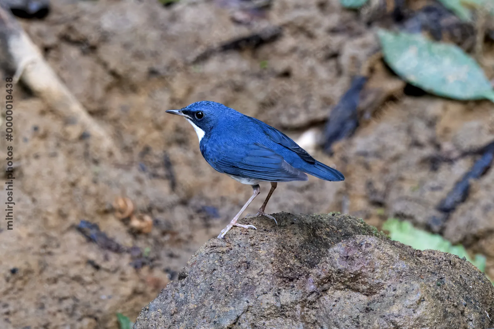 Siberian blue robin (Larvivora cyane) seen at Dosdewa in Karimganj, Assam, India