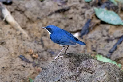 Siberian blue robin (Larvivora cyane) seen at Dosdewa in Karimganj, Assam, India