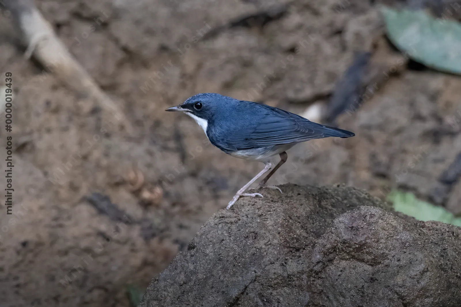Siberian blue robin (Larvivora cyane) seen at Dosdewa in Karimganj, Assam, India