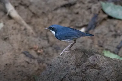 Siberian blue robin (Larvivora cyane) seen at Dosdewa in Karimganj, Assam, India