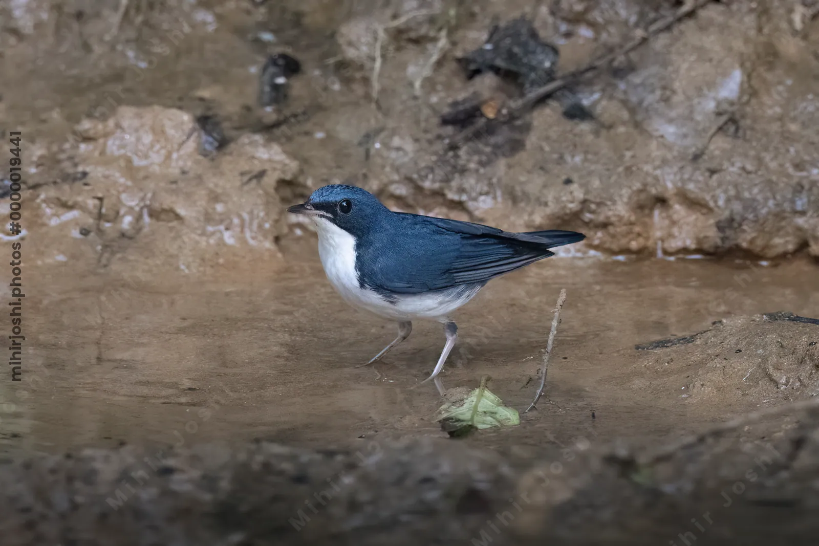 Siberian blue robin (Larvivora cyane) seen at Dosdewa in Karimganj, Assam, India