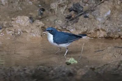 Siberian blue robin (Larvivora cyane) seen at Dosdewa in Karimganj, Assam, India