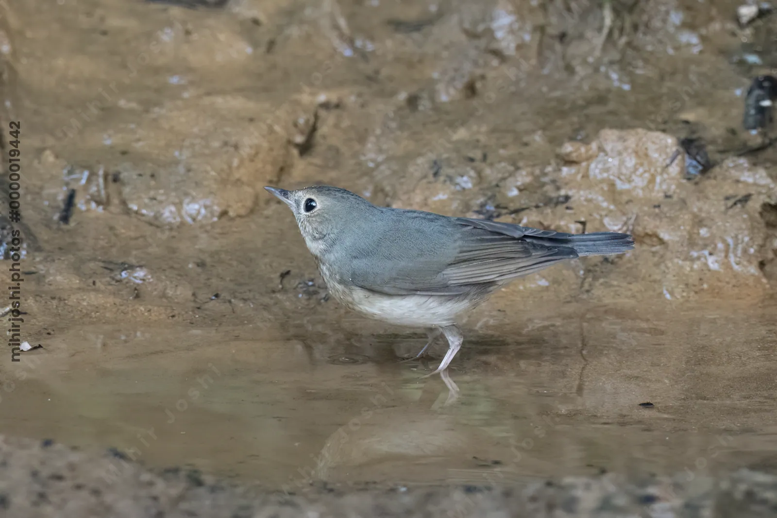 Siberian blue robin (Larvivora cyane) seen at Dosdewa in Karimganj, Assam, India