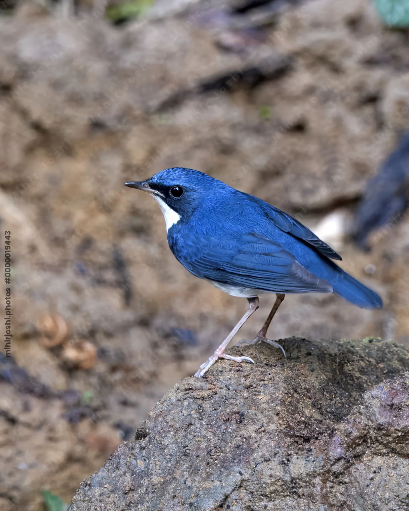 Siberian blue robin (Larvivora cyane) seen at Dosdewa in Karimganj, Assam, India