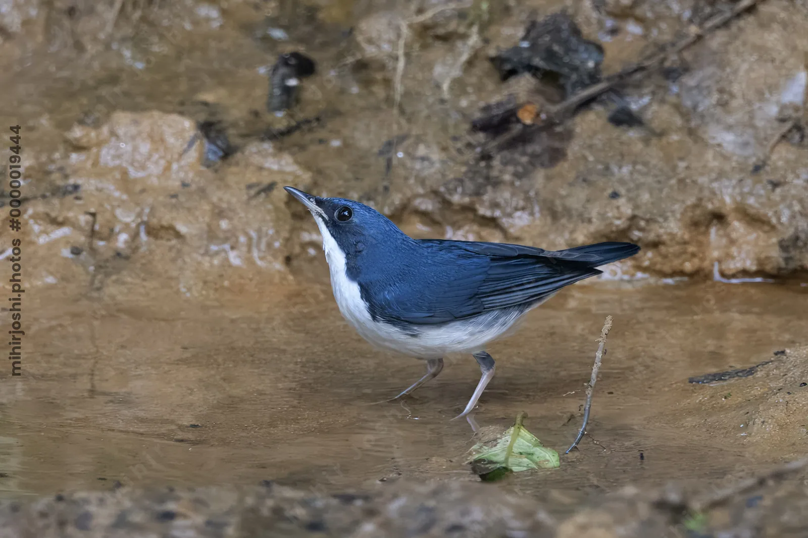 Siberian blue robin (Larvivora cyane) seen at Dosdewa in Karimganj, Assam, India