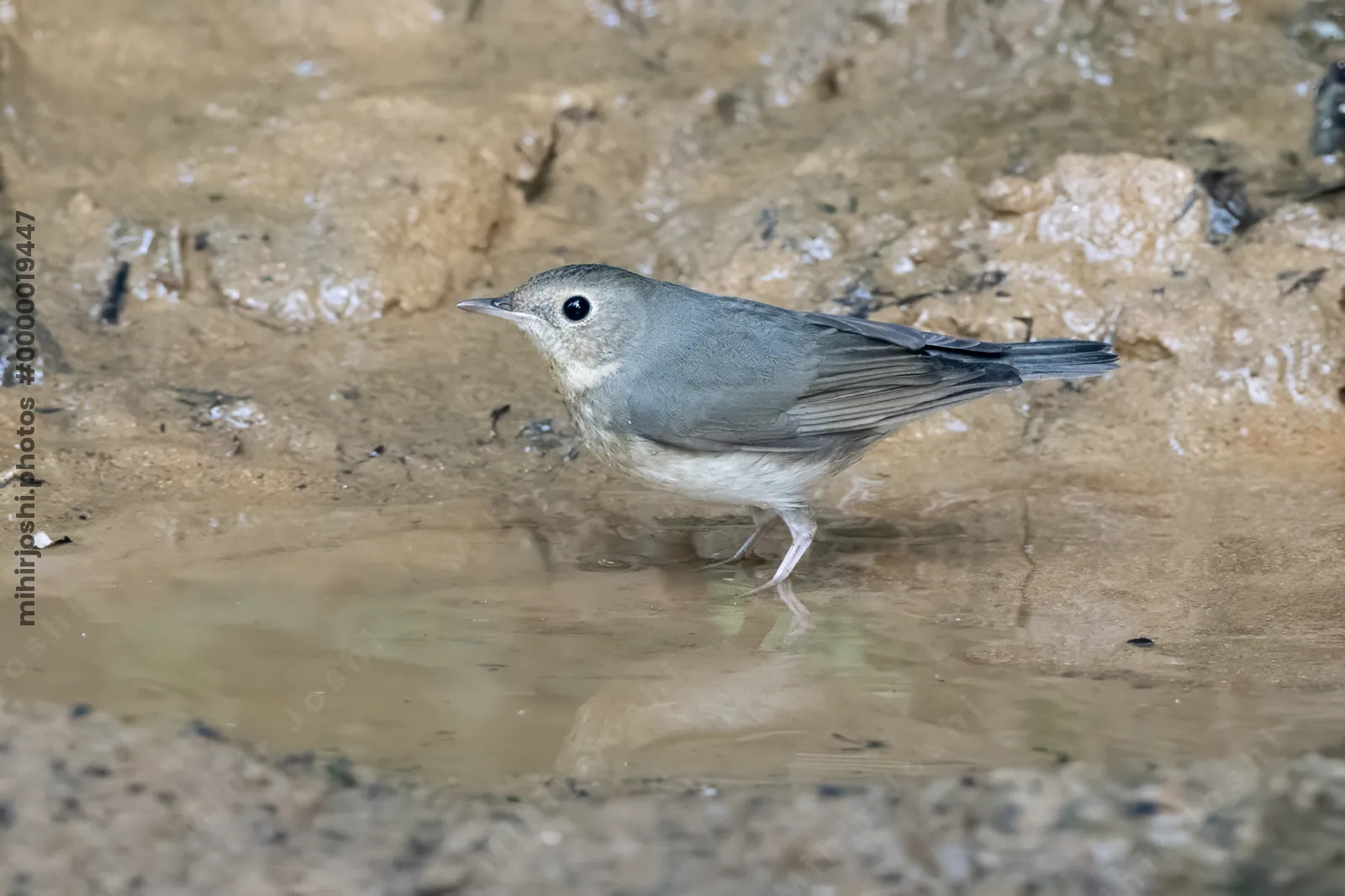 Siberian blue robin (Larvivora cyane) seen at Dosdewa in Karimganj, Assam, India