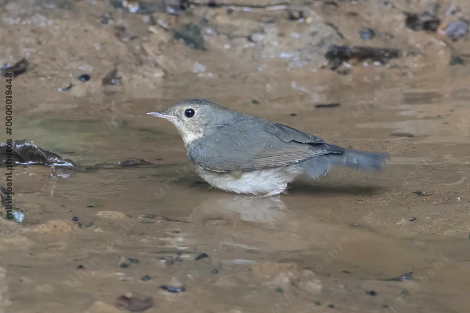 Siberian blue robin (Larvivora cyane) seen at Dosdewa in Karimganj, Assam, India
