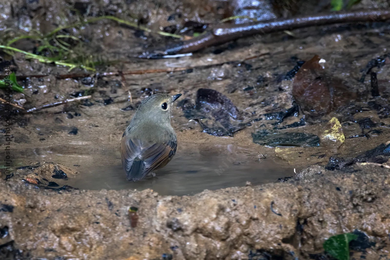 snowy-browed flycatcher (Ficedula hyperythra) seen at Dosdewa in Karimganj, Assam, India