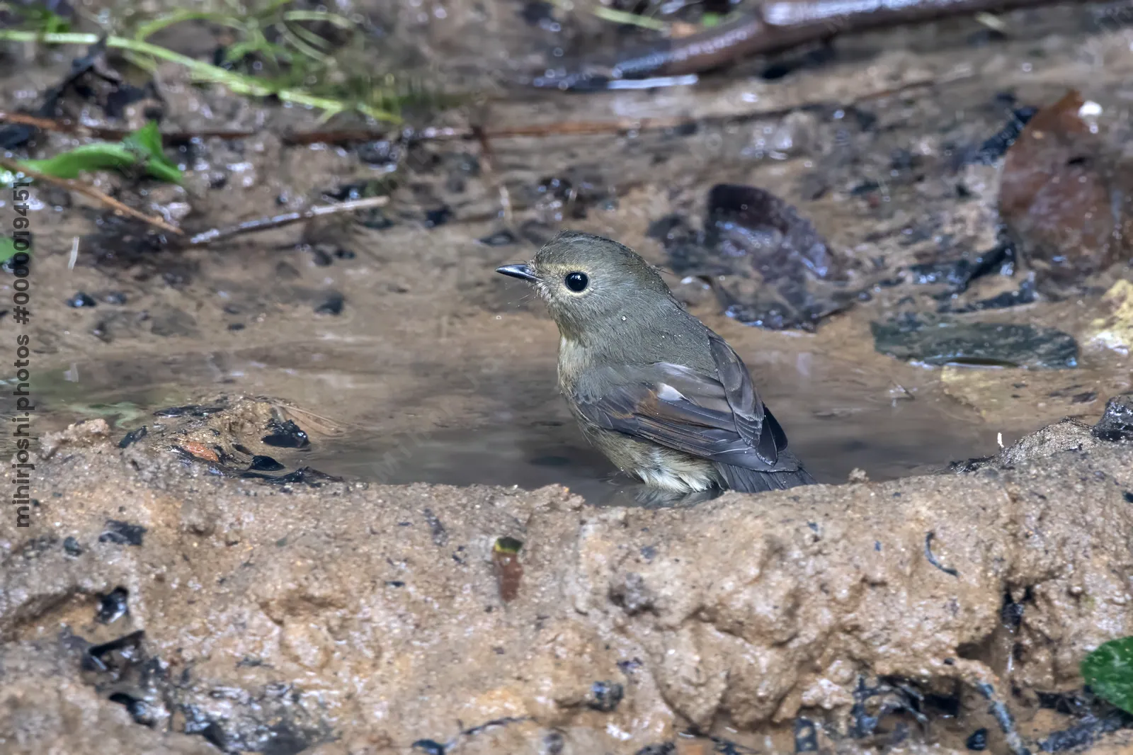 snowy-browed flycatcher (Ficedula hyperythra) seen at Dosdewa in Karimganj, Assam, India