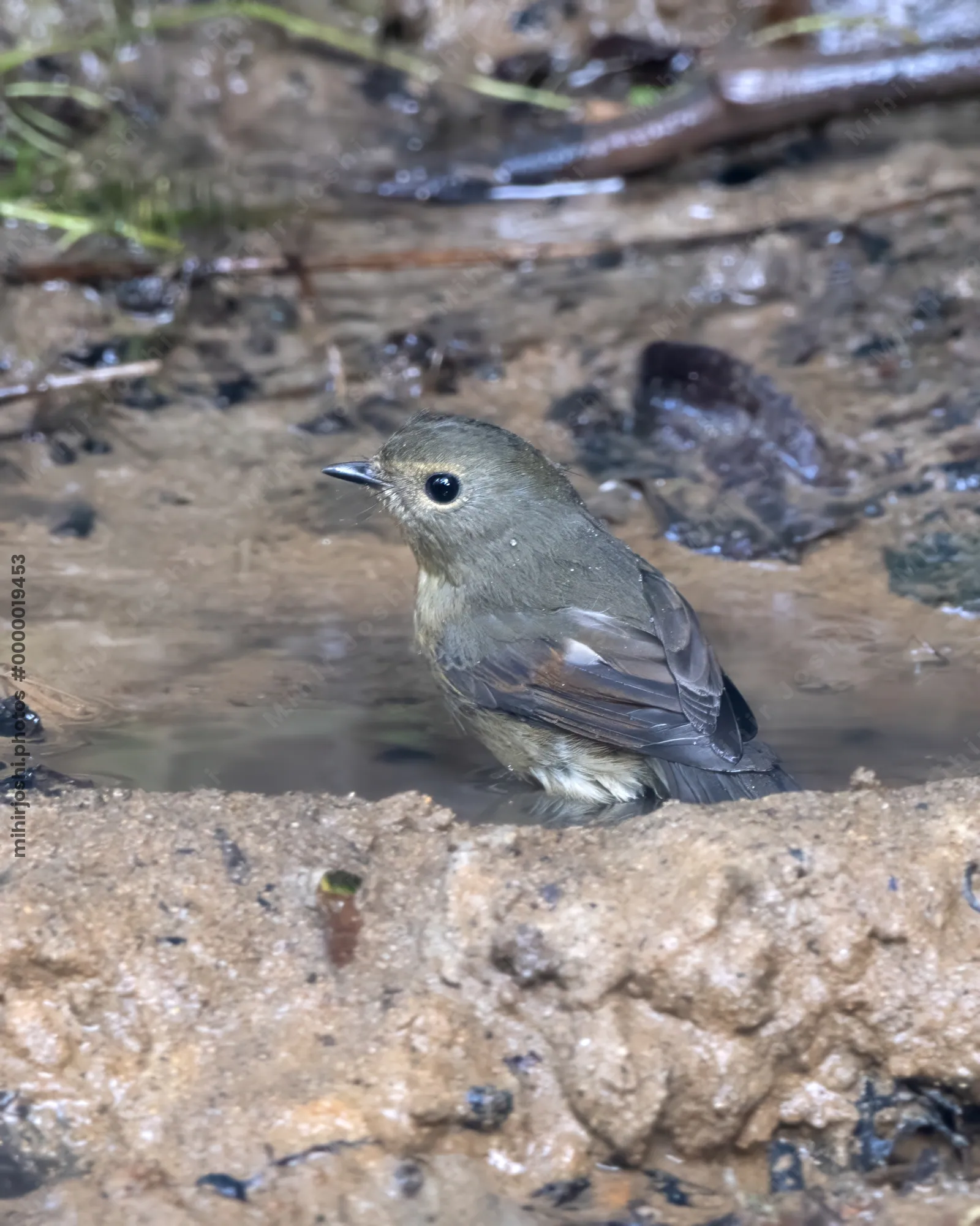 snowy-browed flycatcher (Ficedula hyperythra) seen at Dosdewa in Karimganj, Assam, India