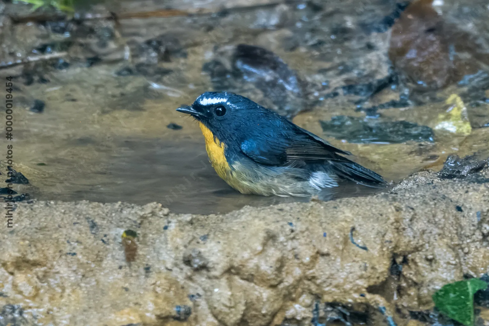 snowy-browed flycatcher (Ficedula hyperythra) seen at Dosdewa in Karimganj, Assam, India