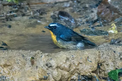 snowy-browed flycatcher (Ficedula hyperythra) seen at Dosdewa in Karimganj, Assam, India