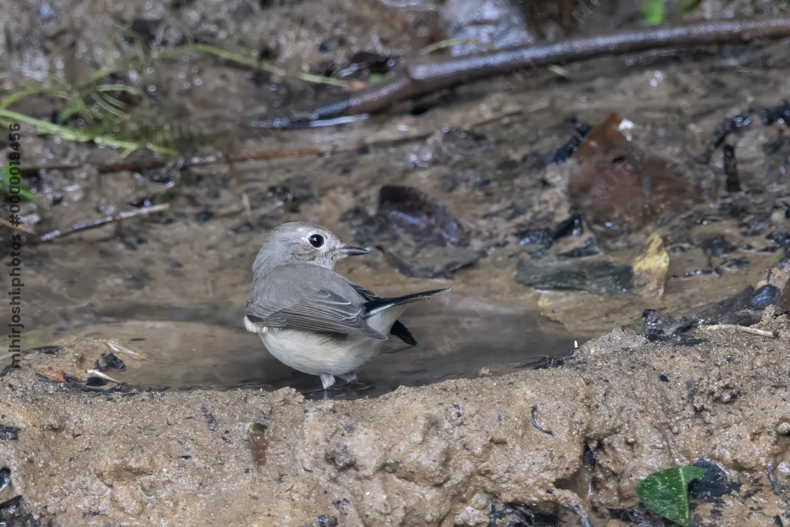 taiga flycatcher (Ficedula albicilla) seen at Dosdewa in Karimganj, Assam, India