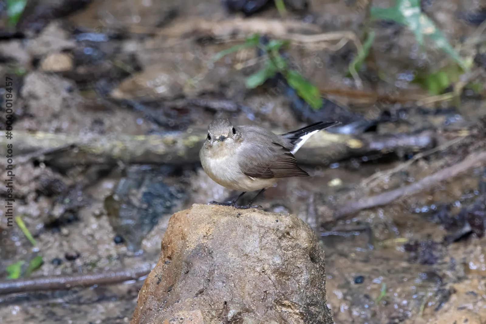 taiga flycatcher (Ficedula albicilla) seen at Dosdewa in Karimganj, Assam, India