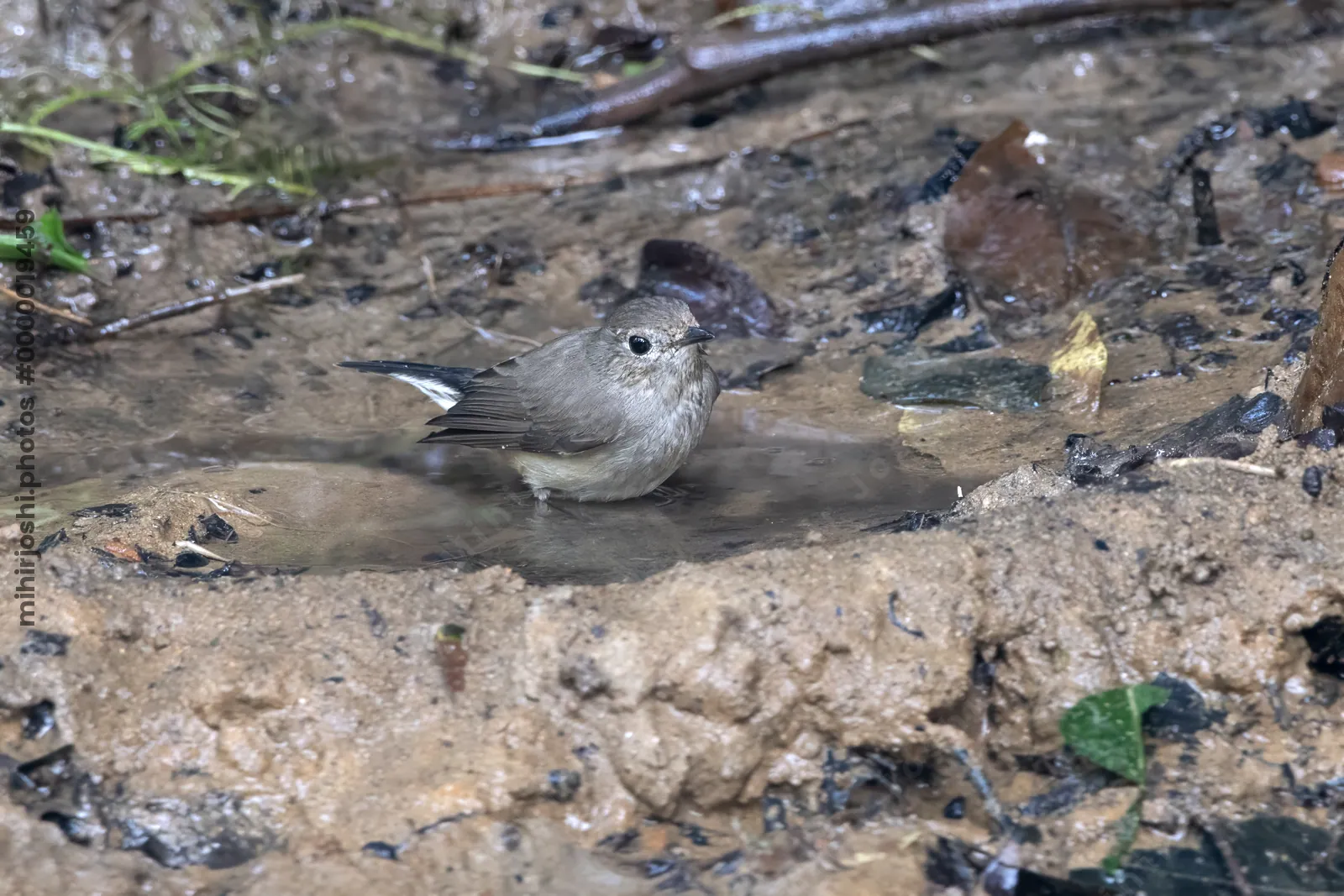 taiga flycatcher (Ficedula albicilla) seen at Dosdewa in Karimganj, Assam, India