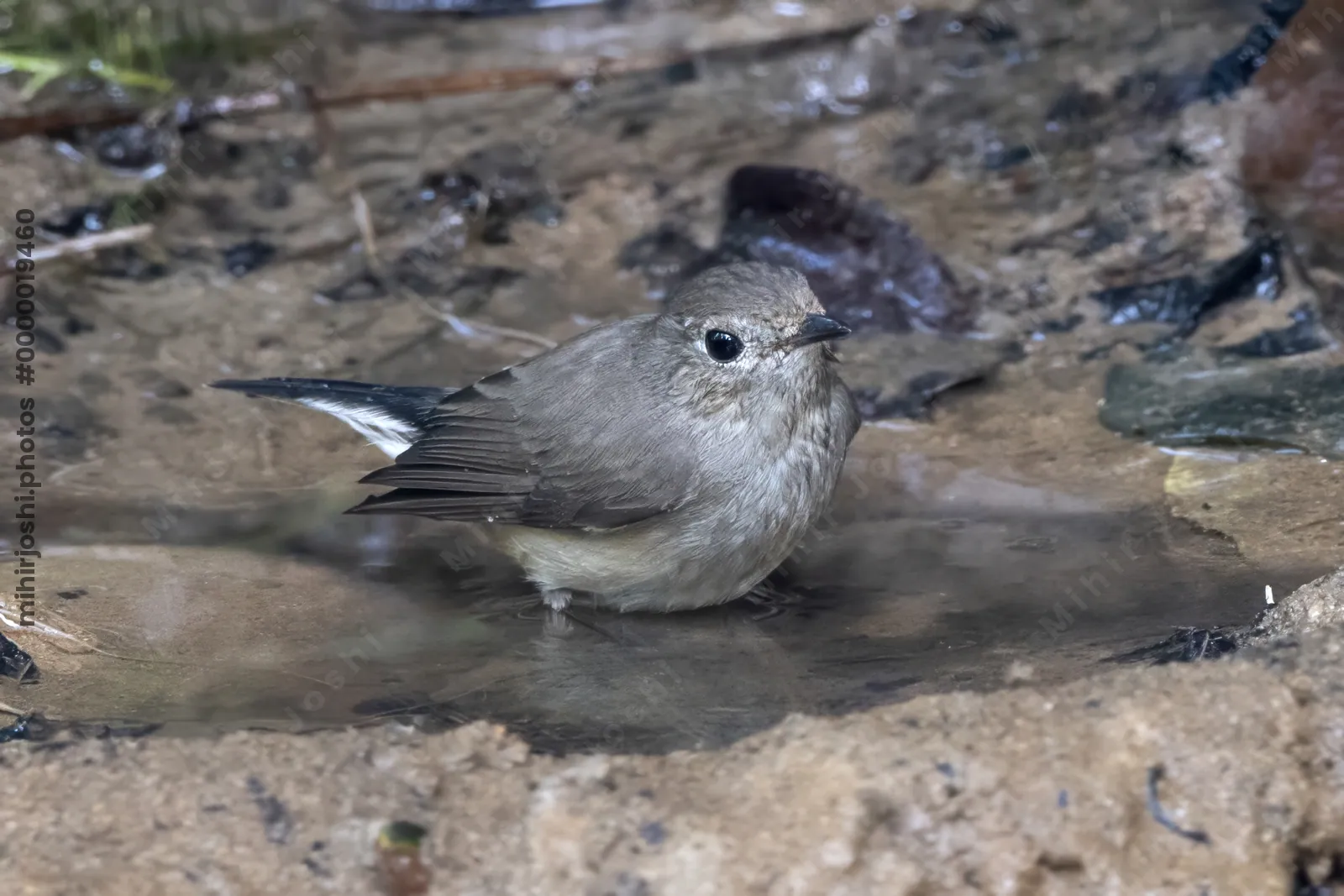 taiga flycatcher (Ficedula albicilla) seen at Dosdewa in Karimganj, Assam, India