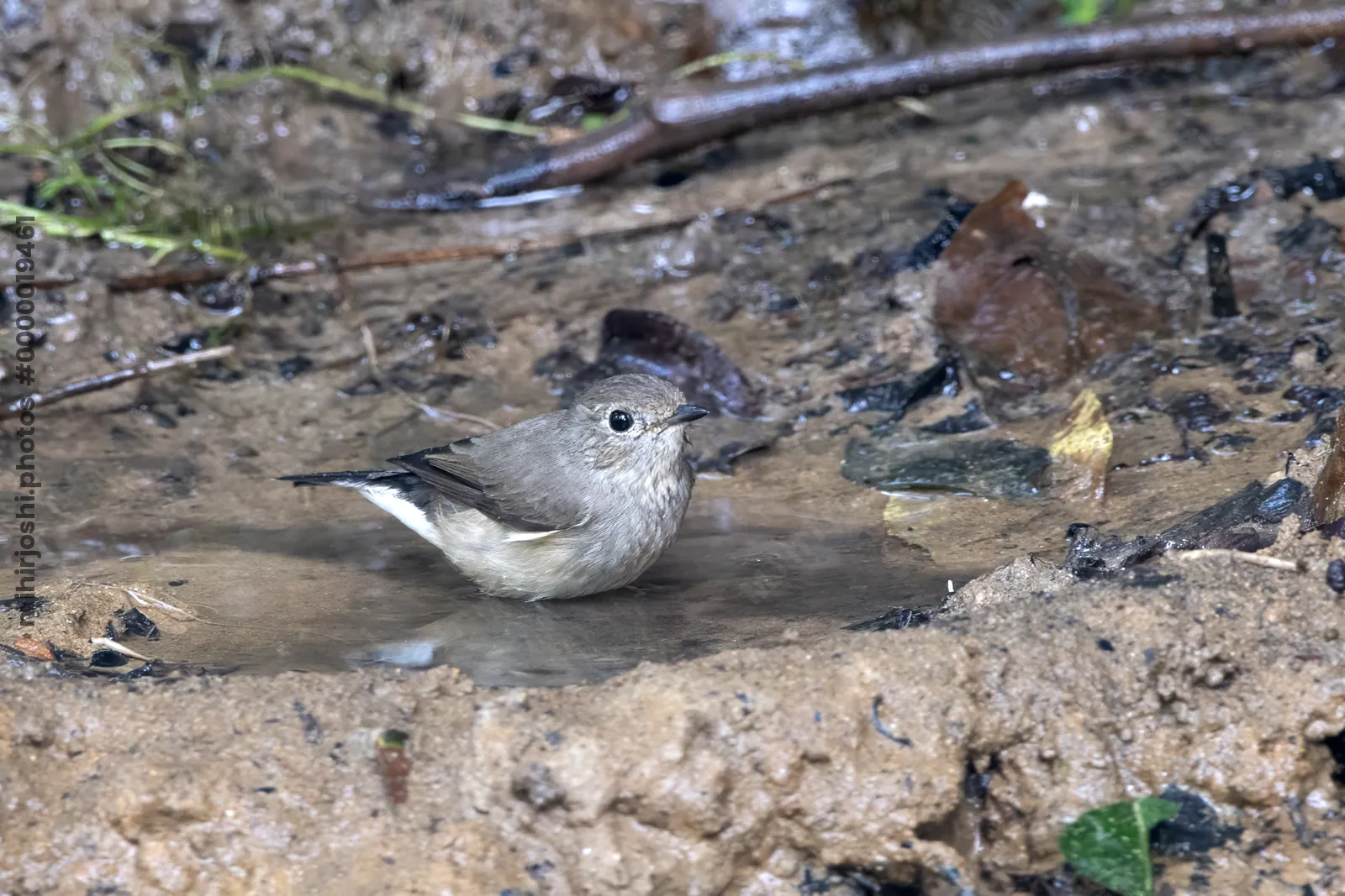 taiga flycatcher (Ficedula albicilla) seen at Dosdewa in Karimganj, Assam, India