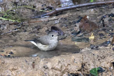 taiga flycatcher (Ficedula albicilla) seen at Dosdewa in Karimganj, Assam, India