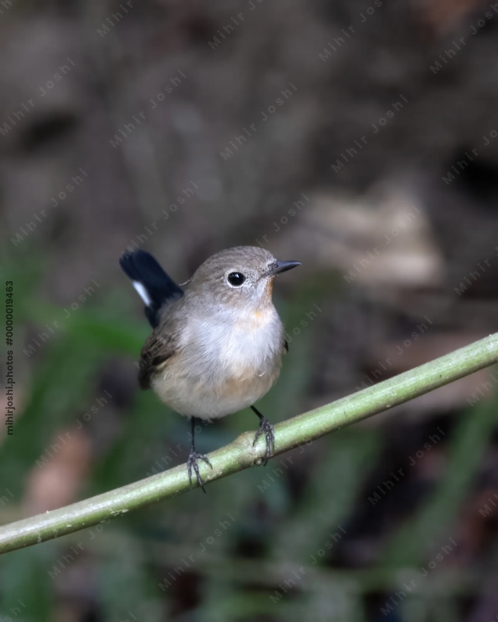 taiga flycatcher (Ficedula albicilla) seen at Dosdewa in Karimganj, Assam, India