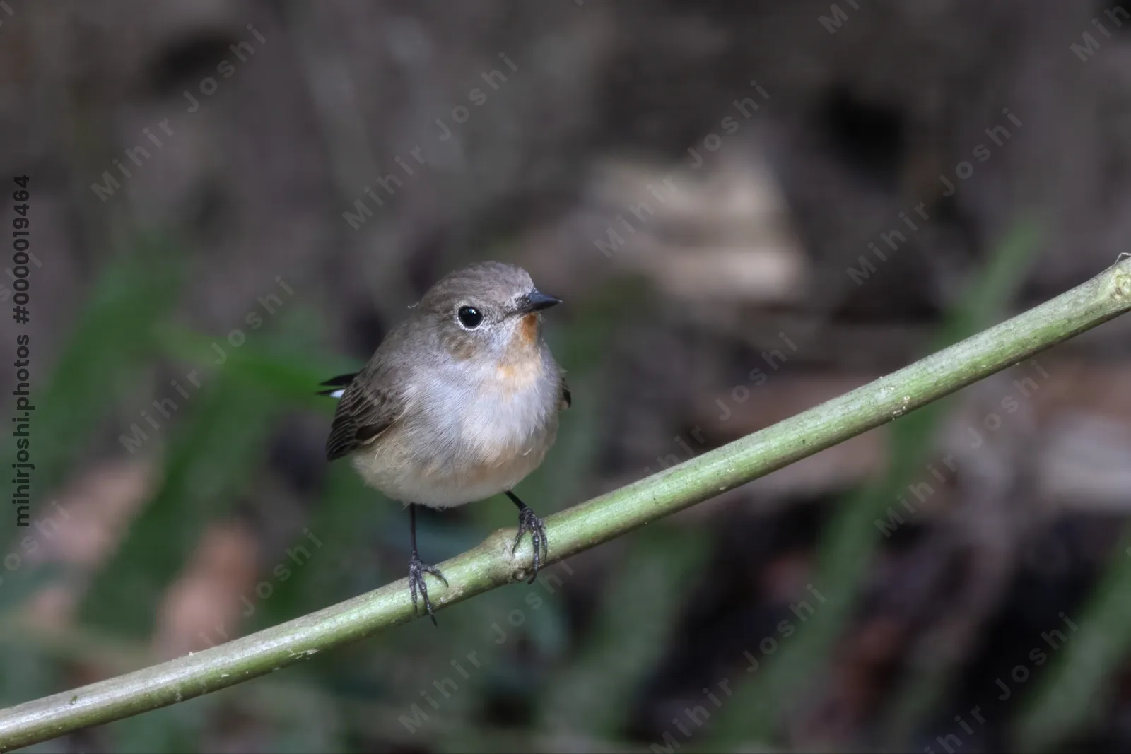 taiga flycatcher (Ficedula albicilla) seen at Dosdewa in Karimganj, Assam, India