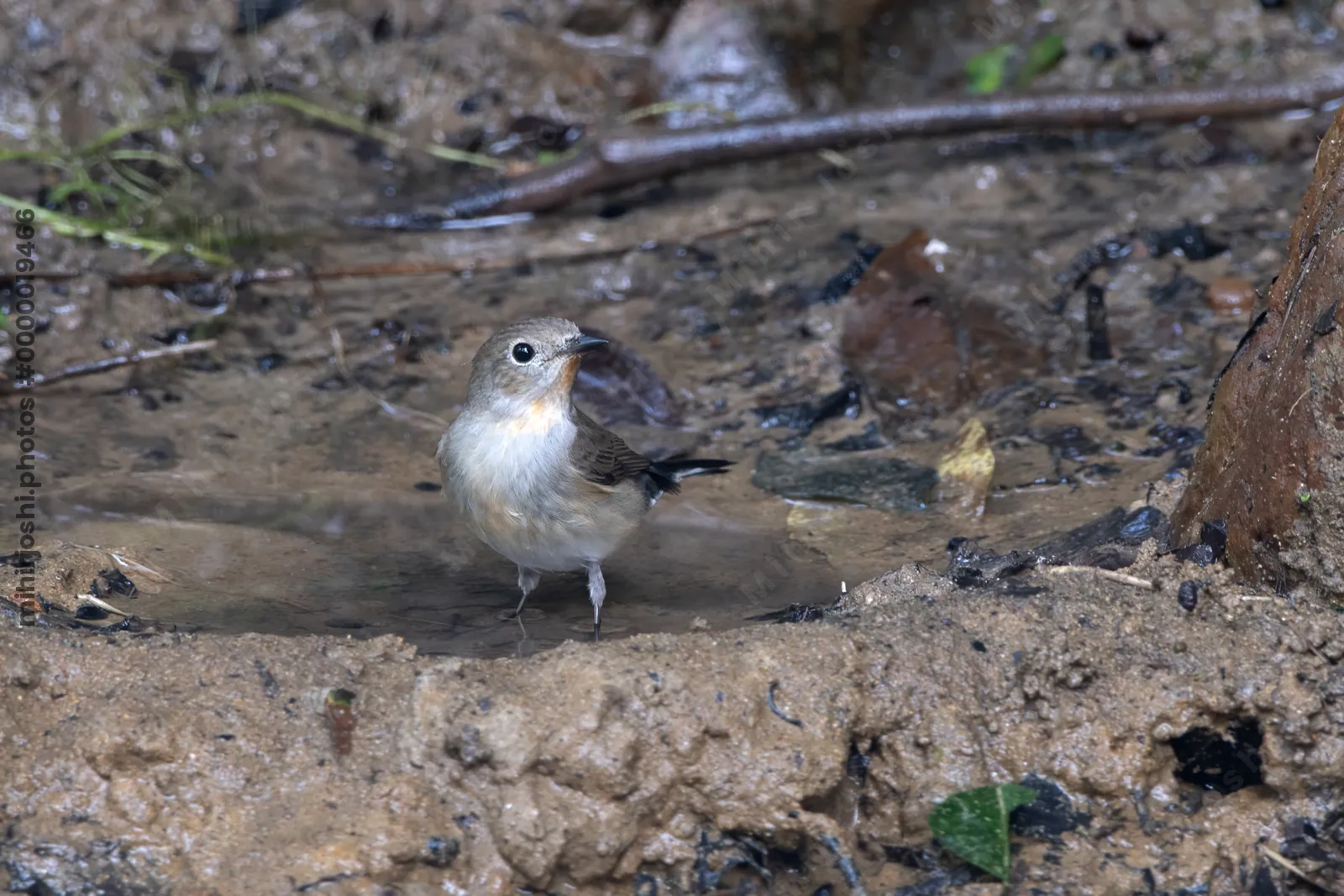 taiga flycatcher (Ficedula albicilla) seen at Dosdewa in Karimganj, Assam, India