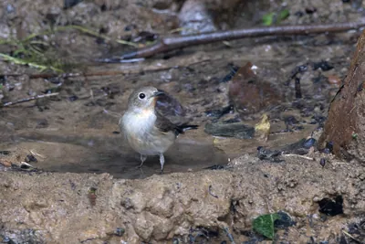 taiga flycatcher (Ficedula albicilla) seen at Dosdewa in Karimganj, Assam, India