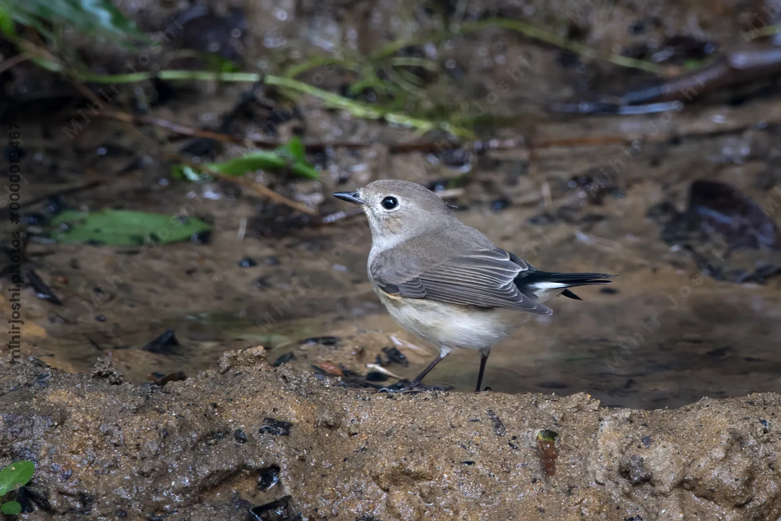 taiga flycatcher (Ficedula albicilla) seen at Dosdewa in Karimganj, Assam, India