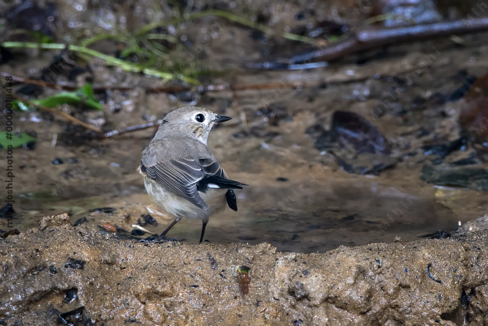 taiga flycatcher (Ficedula albicilla) seen at Dosdewa in Karimganj, Assam, India