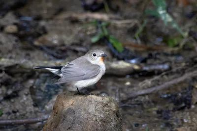 taiga flycatcher (Ficedula albicilla) seen at Dosdewa in Karimganj, Assam, India