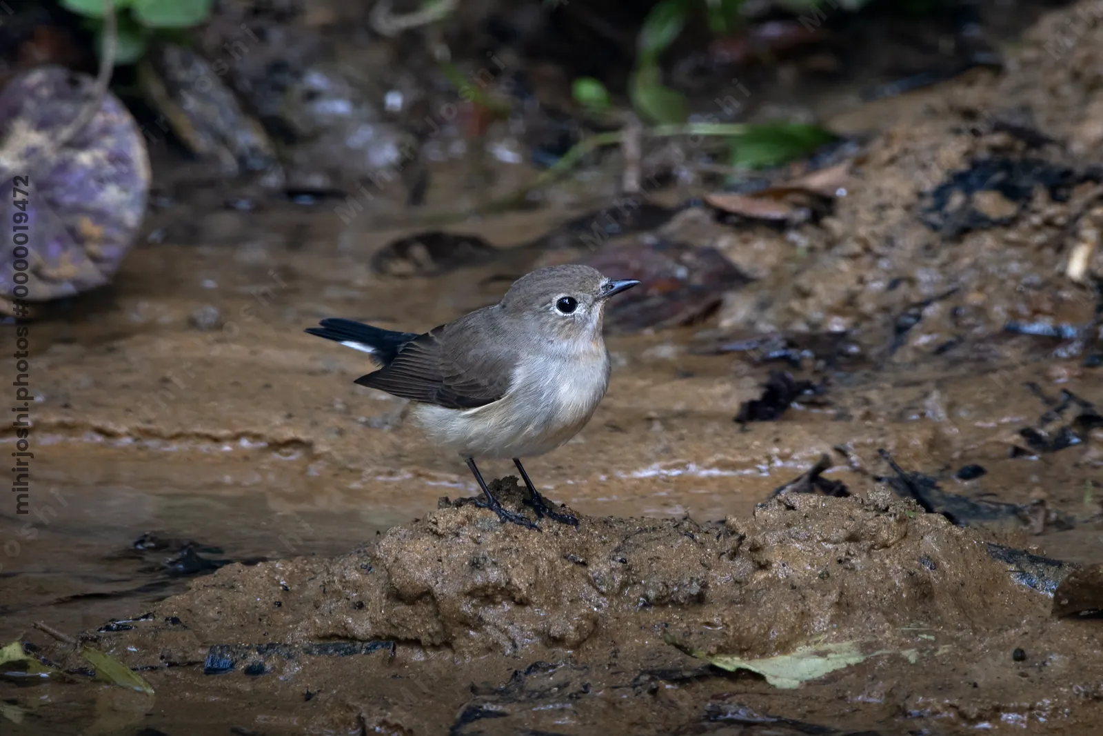 taiga flycatcher (Ficedula albicilla) seen at Dosdewa in Karimganj, Assam, India