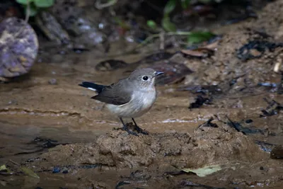 taiga flycatcher (Ficedula albicilla) seen at Dosdewa in Karimganj, Assam, India