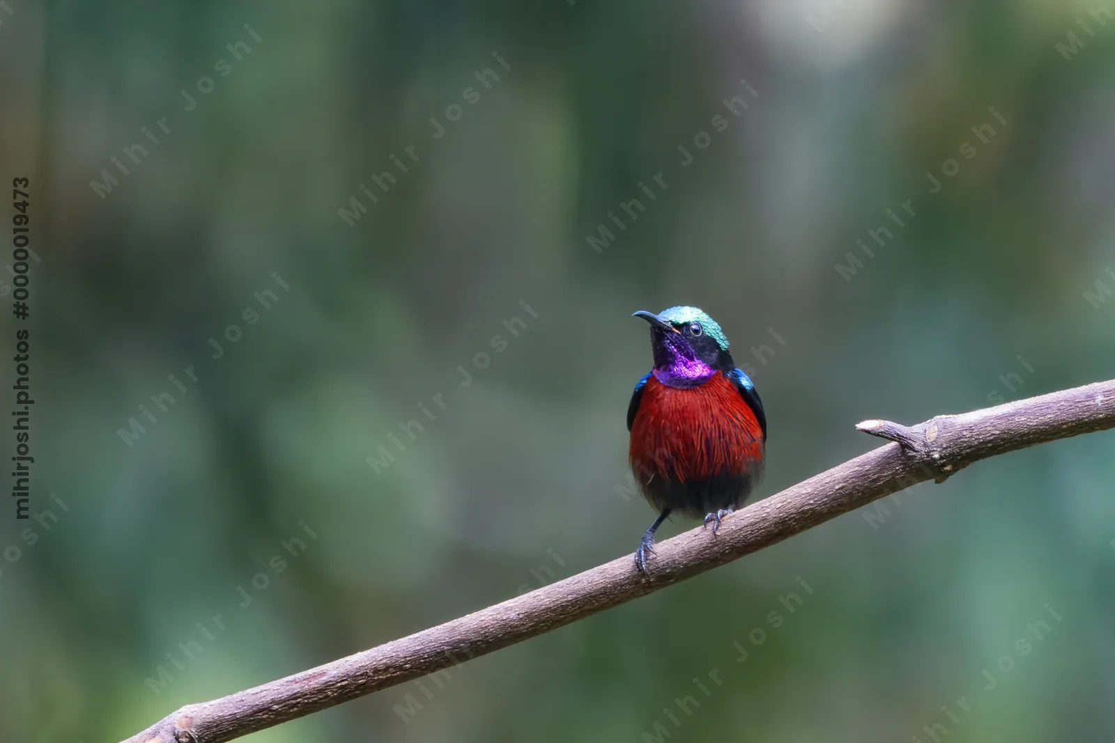 Van Hasselt's sunbird (Leptocoma brasiliana) seen at Dosdewa in Karimganj, Assam, India