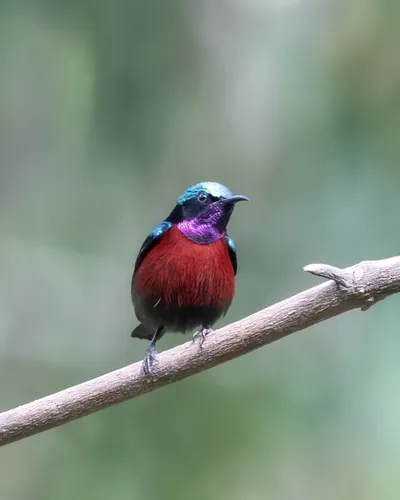 Van Hasselt's sunbird (Leptocoma brasiliana) seen at Dosdewa in Karimganj, Assam, India