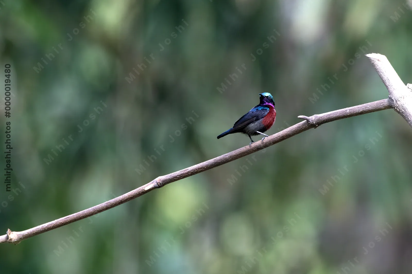 Van Hasselt's sunbird (Leptocoma brasiliana) seen at Dosdewa in Karimganj, Assam, India