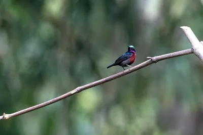 Van Hasselt's sunbird (Leptocoma brasiliana) seen at Dosdewa in Karimganj, Assam, India