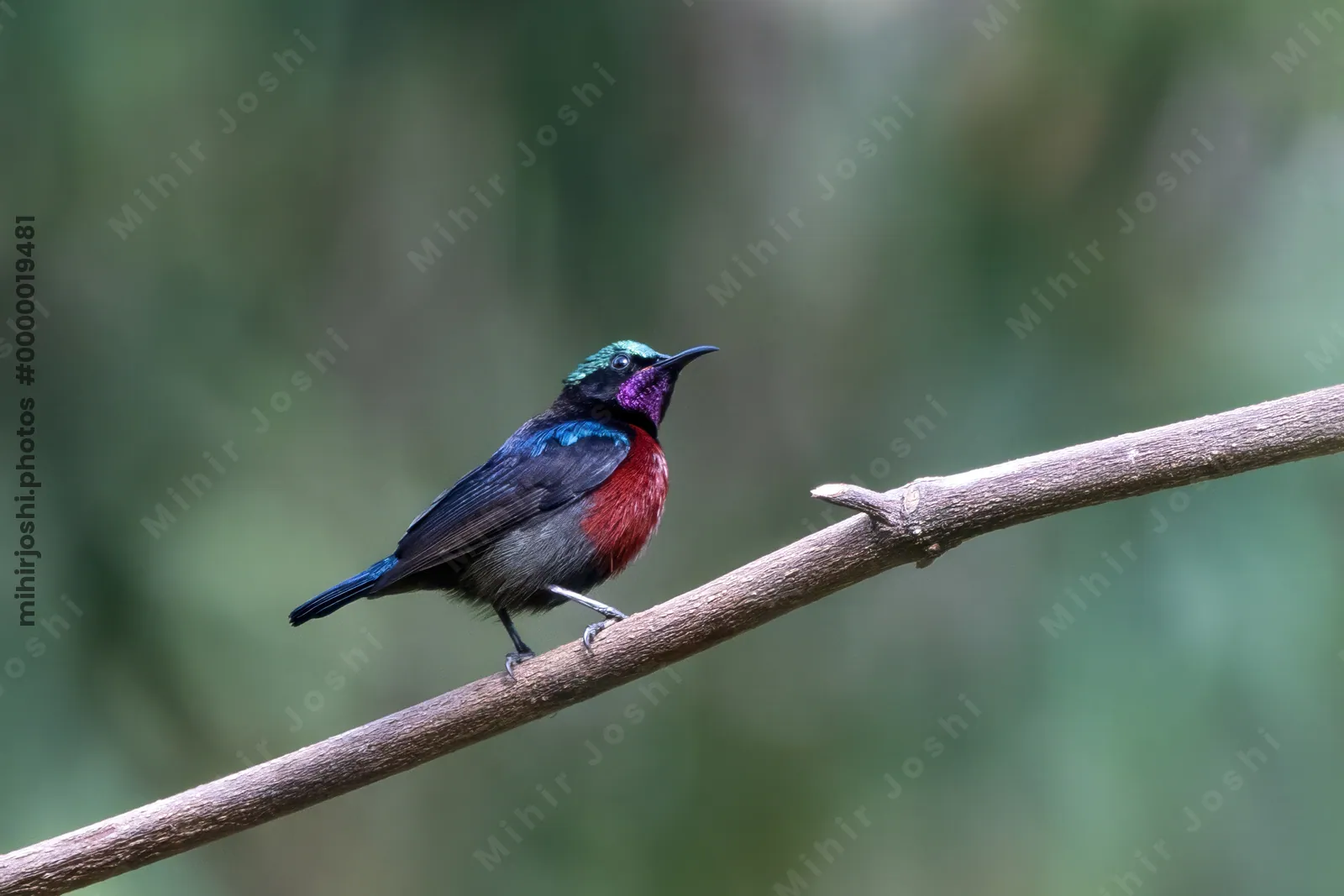 Van Hasselt's sunbird (Leptocoma brasiliana) seen at Dosdewa in Karimganj, Assam, India