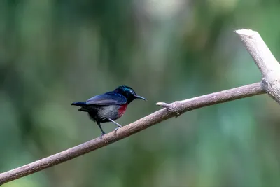 Van Hasselt's sunbird (Leptocoma brasiliana) seen at Dosdewa in Karimganj, Assam, India