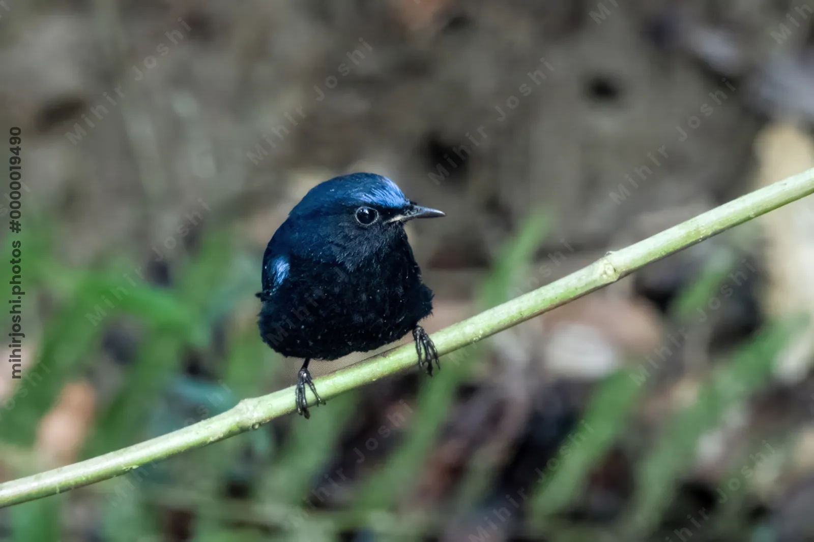 white-tailed robin (Myiomela leucura) seen at Dosdewa in Karimganj, Assam, India