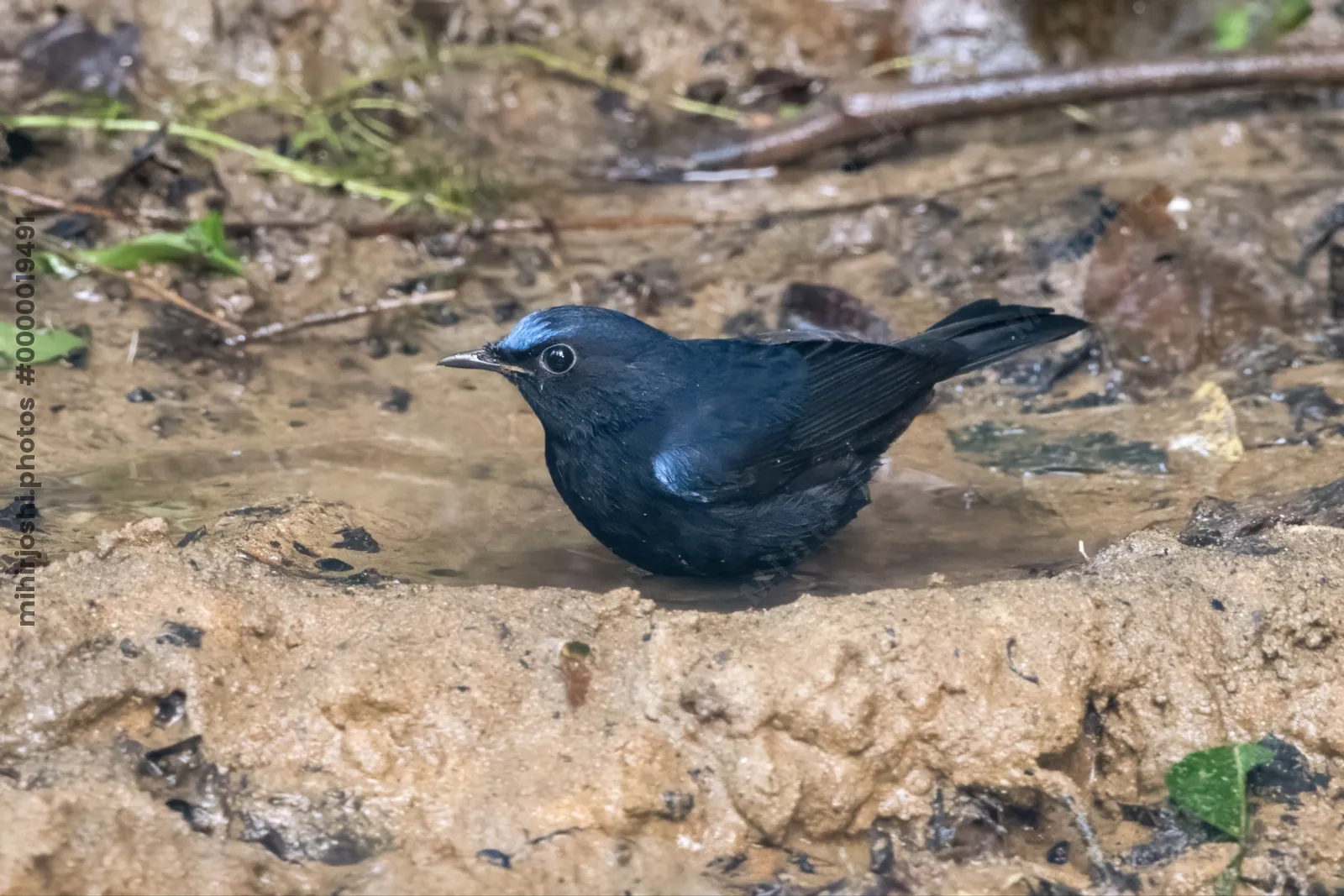 white-tailed robin (Myiomela leucura) seen at Dosdewa in Karimganj, Assam, India
