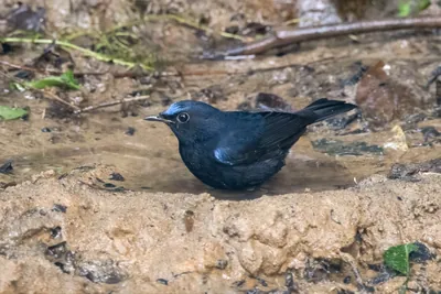 white-tailed robin (Myiomela leucura) seen at Dosdewa in Karimganj, Assam, India