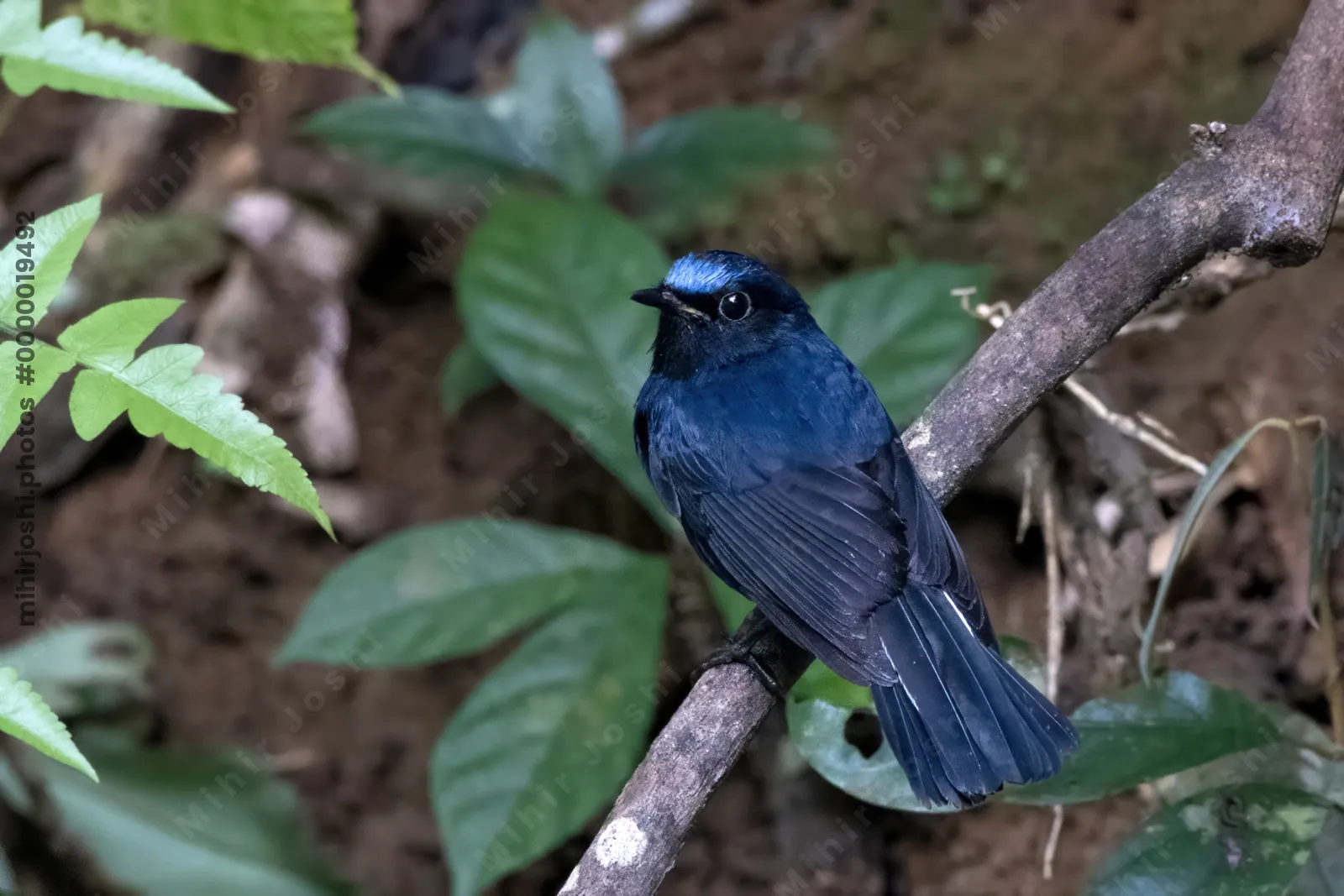 white-tailed robin (Myiomela leucura) seen at Dosdewa in Karimganj, Assam, India