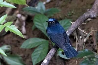 white-tailed robin (Myiomela leucura) seen at Dosdewa in Karimganj, Assam, India