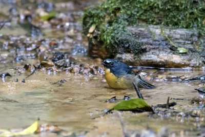 snowy-browed flycatcher (Ficedula hyperythra) seen at Dosdewa in Karimganj, Assam, India