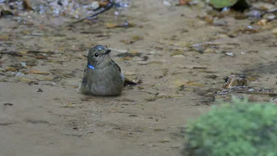 small niltava (Niltava macgrigoriae) seen at Dosdewa in Karimganj, Assam, India